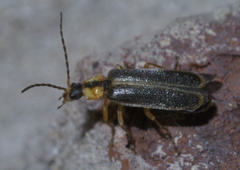 Rhagonycha