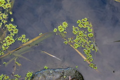 Azolla rubra