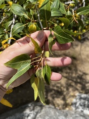 Populus angustifolia