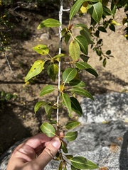 Populus angustifolia
