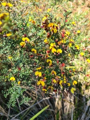 Bossiaea cinerea
