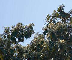 Cordia alliodora