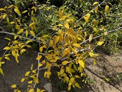 Populus angustifolia