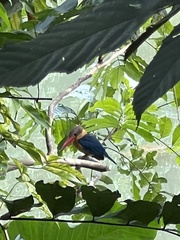 Pelargopsis capensis