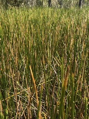 Eleocharis interstincta