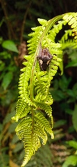 Parawixia