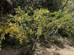 Populus angustifolia