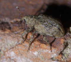Conotrachelus recessus