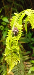 Parawixia