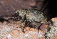 Conotrachelus recessus