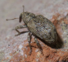 Conotrachelus recessus