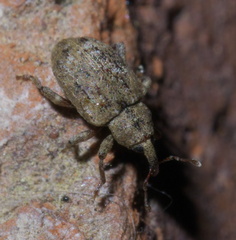 Conotrachelus recessus