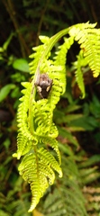 Parawixia