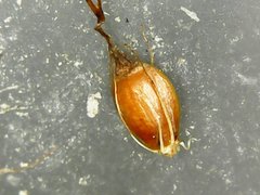 Eleocharis interstincta