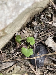 Cardamine occulta