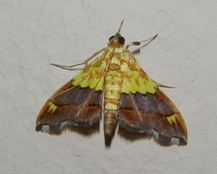 Agrotera citrina