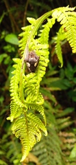 Parawixia