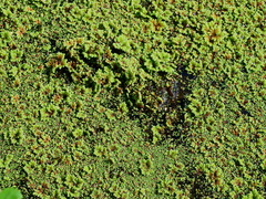 Azolla rubra