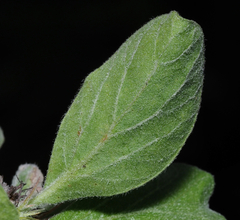 Jatropha neopauciflora