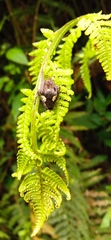 Parawixia
