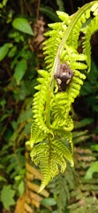 Parawixia