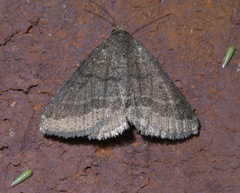 Matigramma pulverilinea