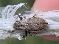 Naupactus peregrinus