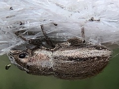 Naupactus peregrinus