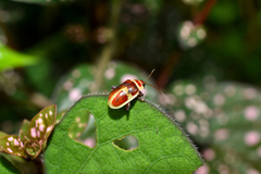 Asphaera discicollis