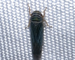 Tylozygus bifidus