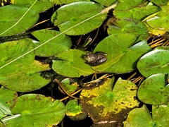 Lithobates montezumae