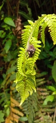 Parawixia