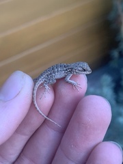 Sceloporus occidentalis bocourtii