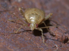 Hamatophylus guttulosus