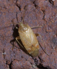 Hamatophylus guttulosus