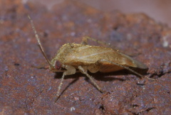 Hamatophylus guttulosus
