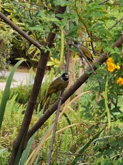 Spizixos semitorques