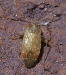 Hamatophylus guttulosus