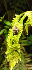 Parawixia