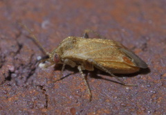 Hamatophylus guttulosus