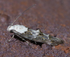 Mompha murtfeldtella