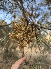 Arceuthobium campylopodum