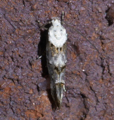 Mompha murtfeldtella