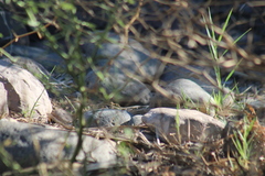 Aspidoscelis hyperythrus