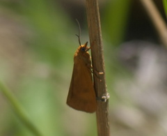 Virbia aurantiaca