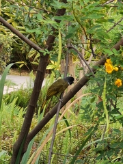 Spizixos semitorques