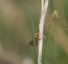 Virbia aurantiaca