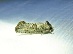 Acrolophus piger