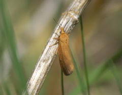 Virbia aurantiaca