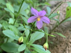 Talinum fruticosum